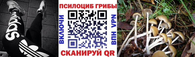 кракен tor  Мещовск  Псилоцибиновые грибы прущие грибы 